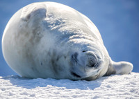 Crabeater Seal