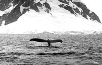 Humpback Whale