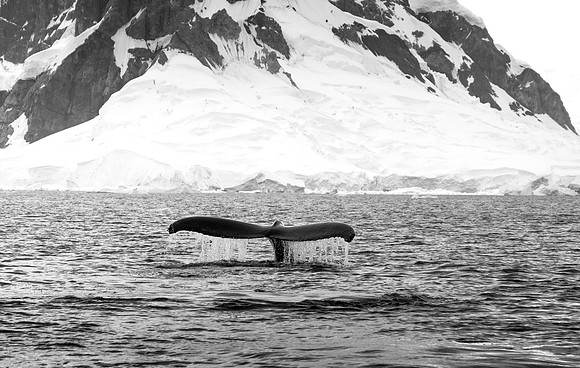 Humpback Whale
