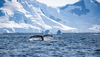 Humpback Whale