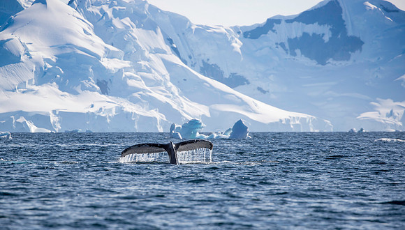 Humpback Whale