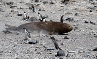 Penguins scatter for galumphing seal