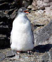 Gentoo chick
