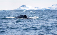 Humpback Whale