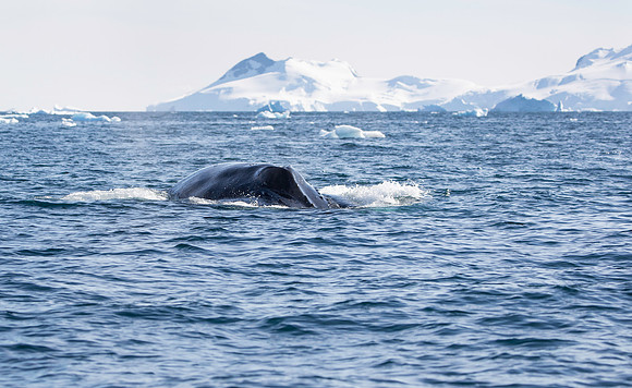 Humpback Whale
