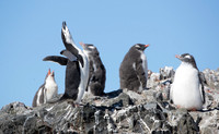 Chinstraps