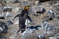 Macaroni Penguin
