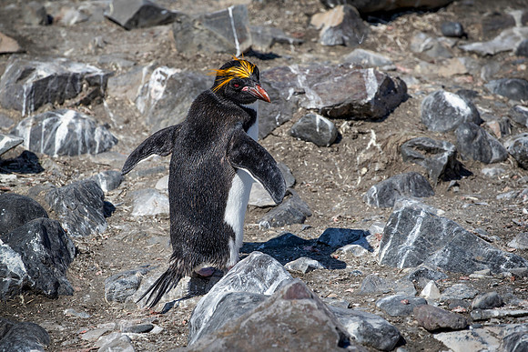 Macaroni Penguin