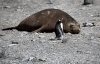 Elephant Seal