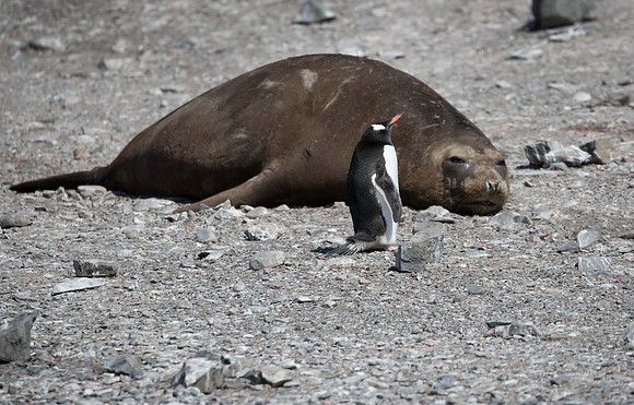 Elephant Seal