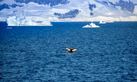 Humpback Whale