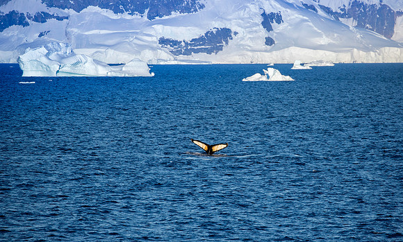 Humpback Whale