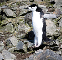 Chinstrap Penguin