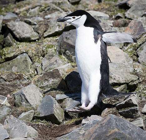 Chinstrap Penguin