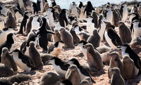 Chinstrap colony