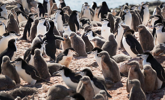 Chinstrap colony
