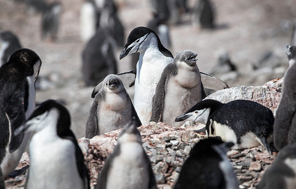 Chinstrap parent and chicks