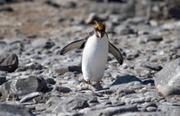 Macaroni Penguin