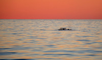 Humpback Whales
