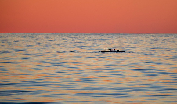 Humpback Whales