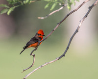 Vermillion Flycatcher
