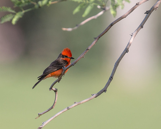 Vermillion Flycatcher