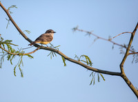 Vermillion Flycatcher - female