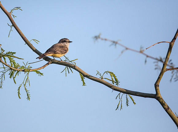 Vermillion Flycatcher - female