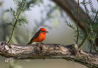 Vermillion Flycatcher