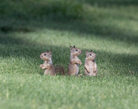 Ground Squirrels