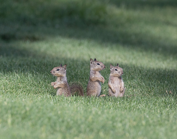 Ground Squirrels