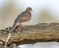 Mourning Dove