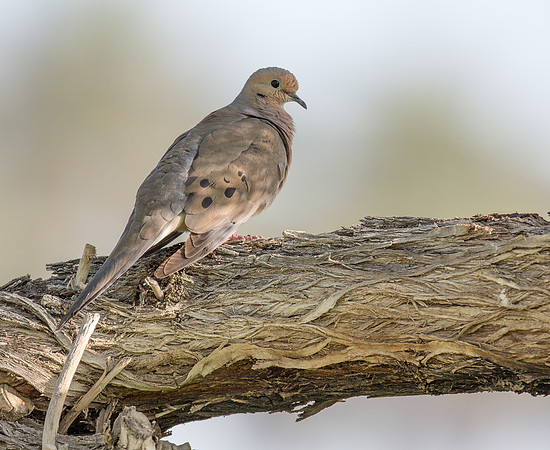 Mourning Dove