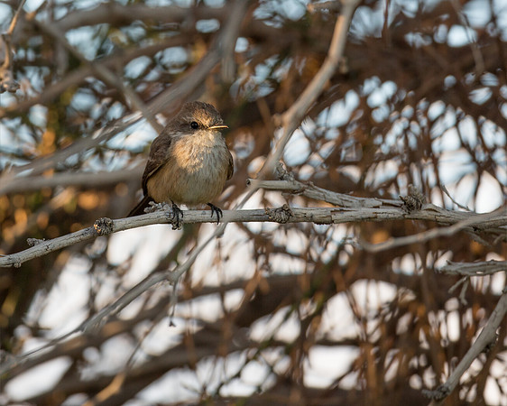 Vermillion Flycatcher - female