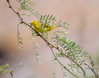 Yellow Warbler