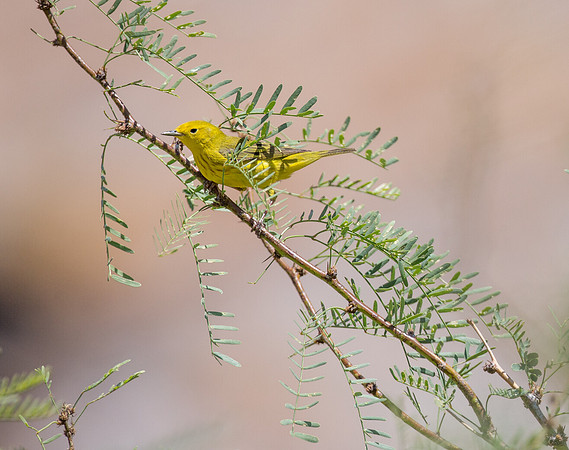 Yellow Warbler