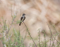 Olive-sided Flycatcher