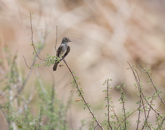 Olive-sided Flycatcher