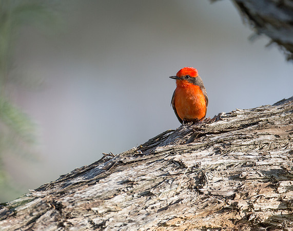 Vermillion Flycatcher