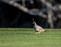 California Quail