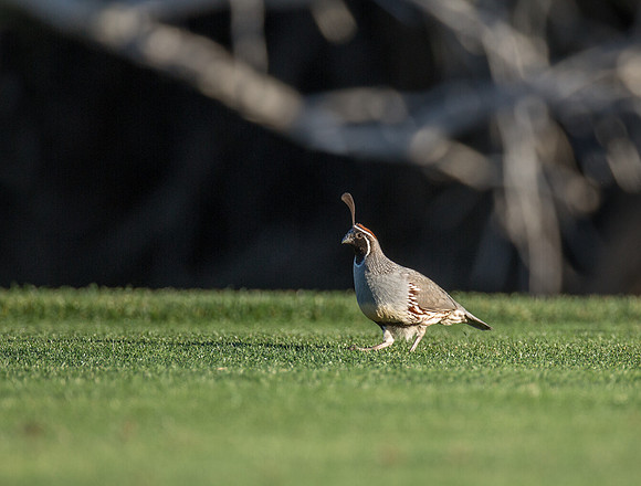 California Quail