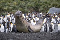 Elephant Seal