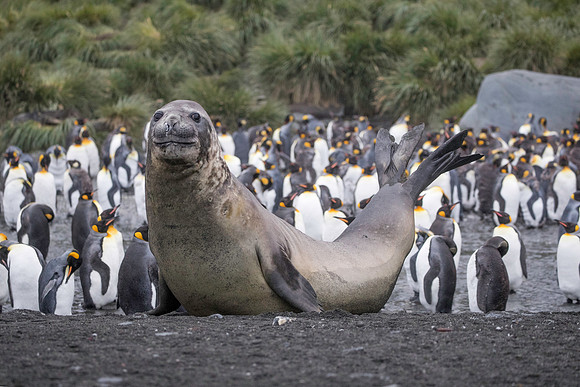 Elephant Seal