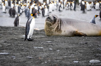 King penguin and Elephant Seal