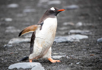 Gentoo