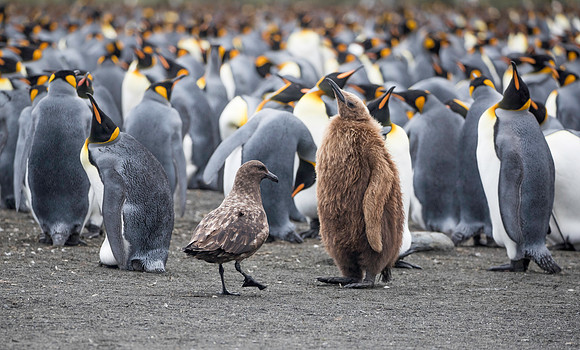 King penguins take notice