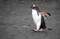 Gentoo