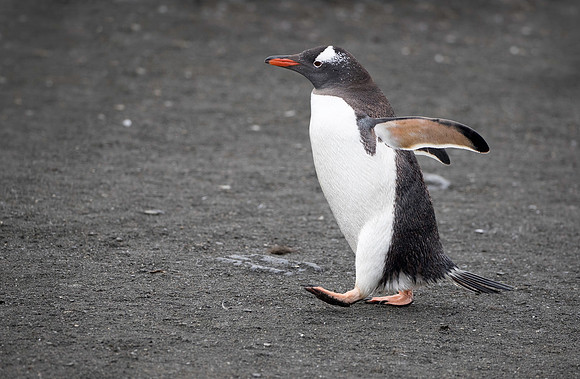 Gentoo