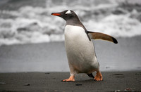 Gentoo