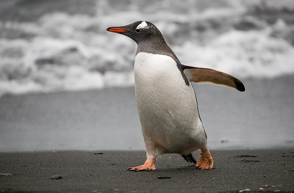 Gentoo